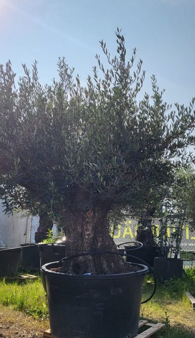 Baum Nr. 08 verkauft !